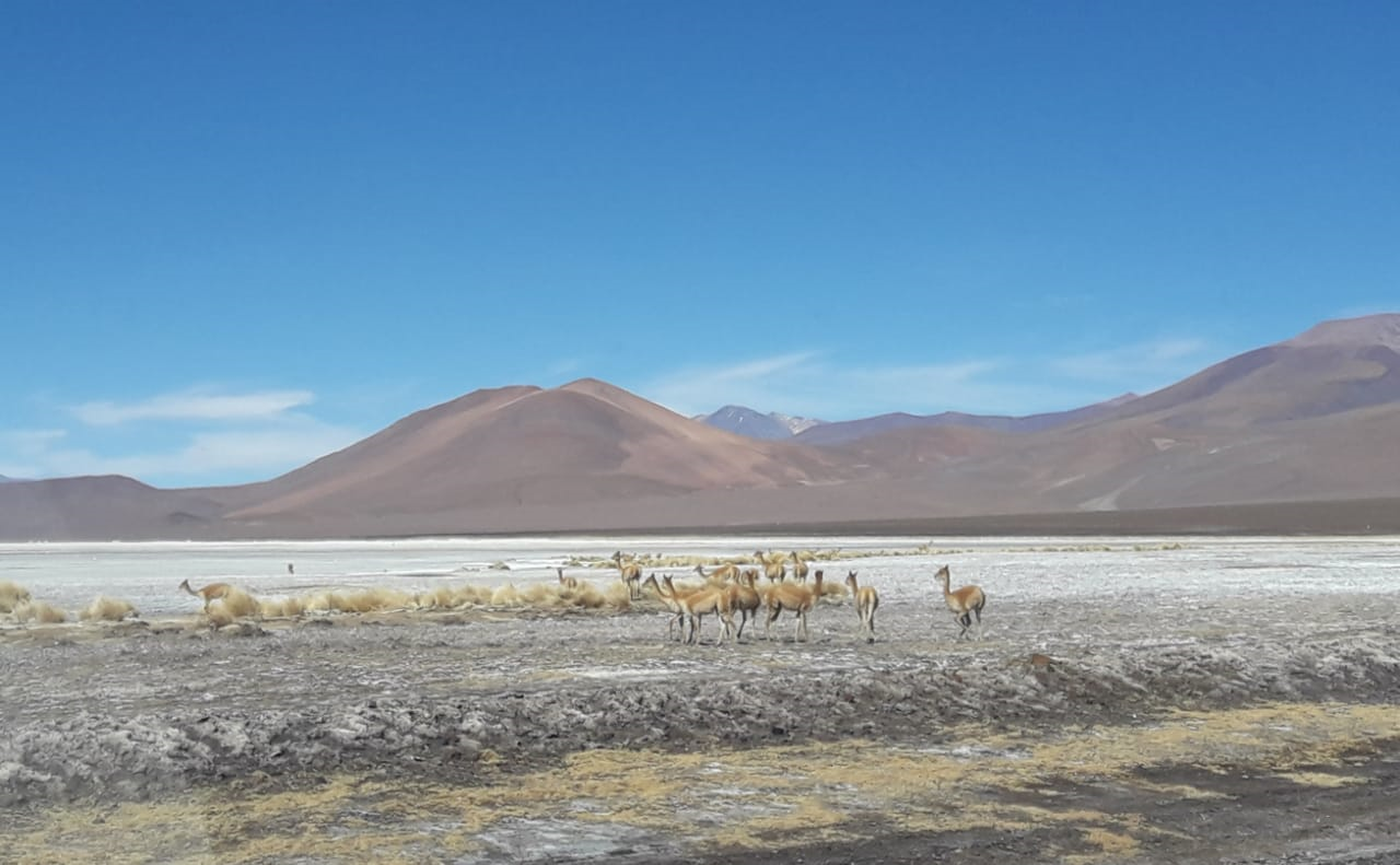 Toma de muestra y elaboración de  informes en componente fauna